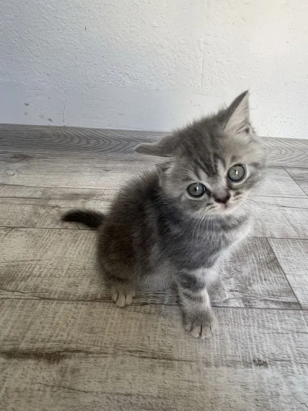 Продается пародистые котята — фото 5