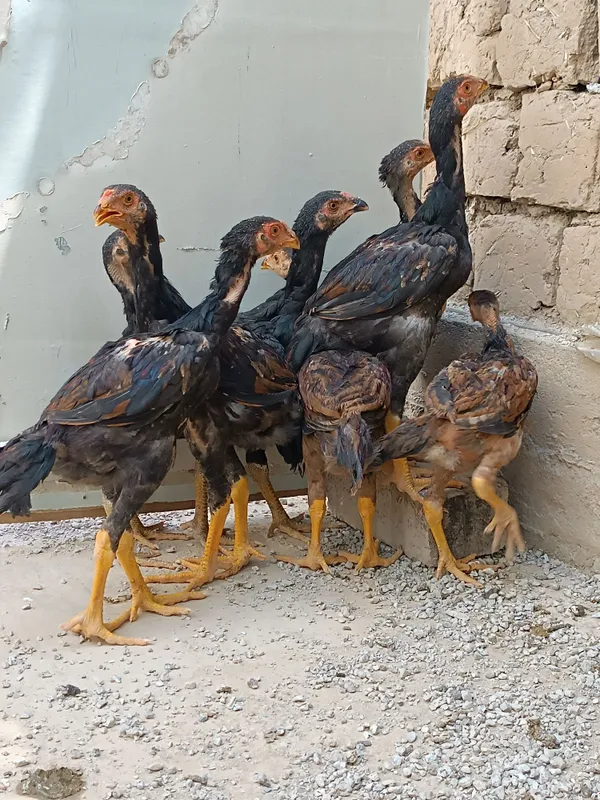 Dakan jojalar sotiladi 3 Dakan jojalar sotiladi 3