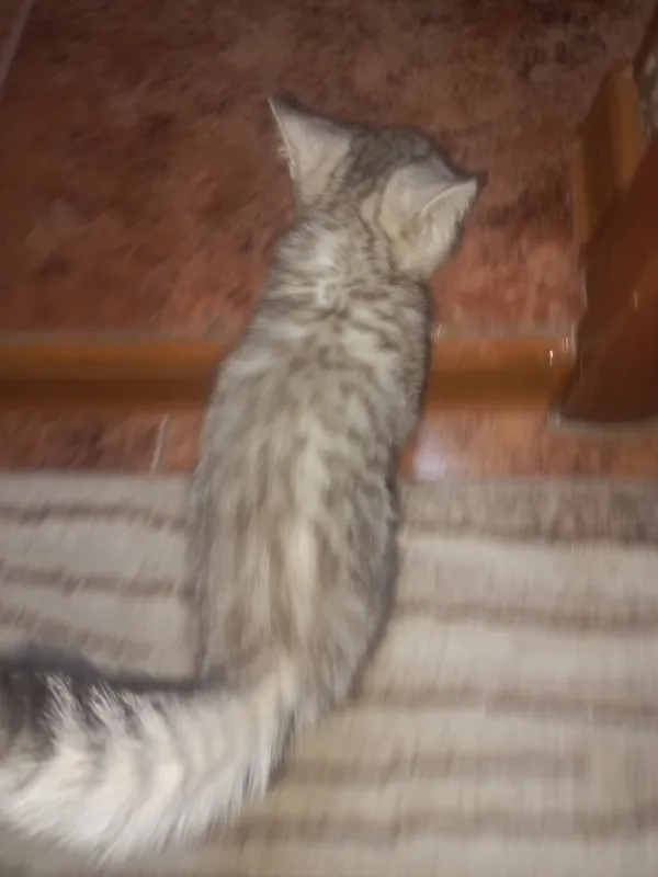 продаю пародистых котят 2
