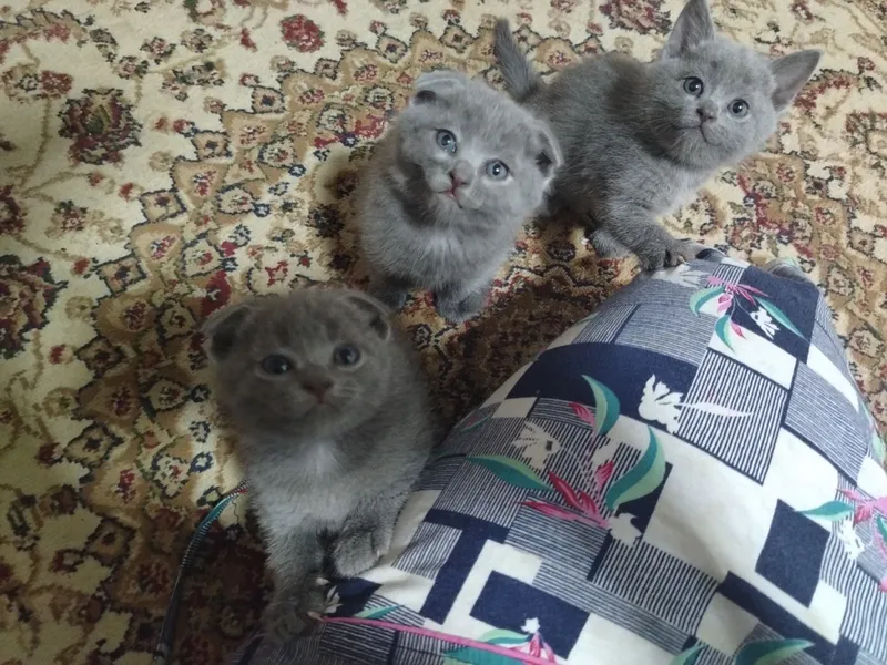 Продаётся кошка, шотландский вислоухий — фото 5