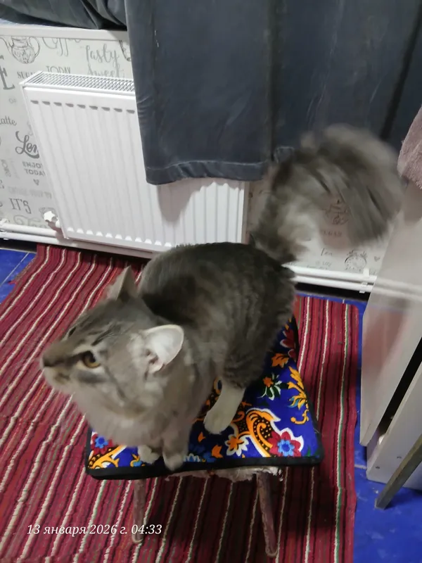 Кот Кеша на вязку 4 Кот Кеша на вязку 4