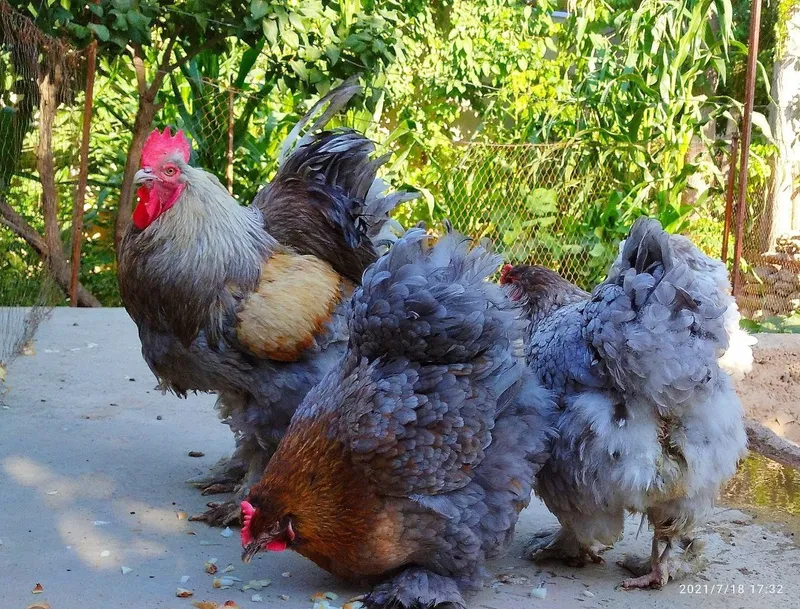 Куры, петухи и цыплята Куры, петухи и цыплята