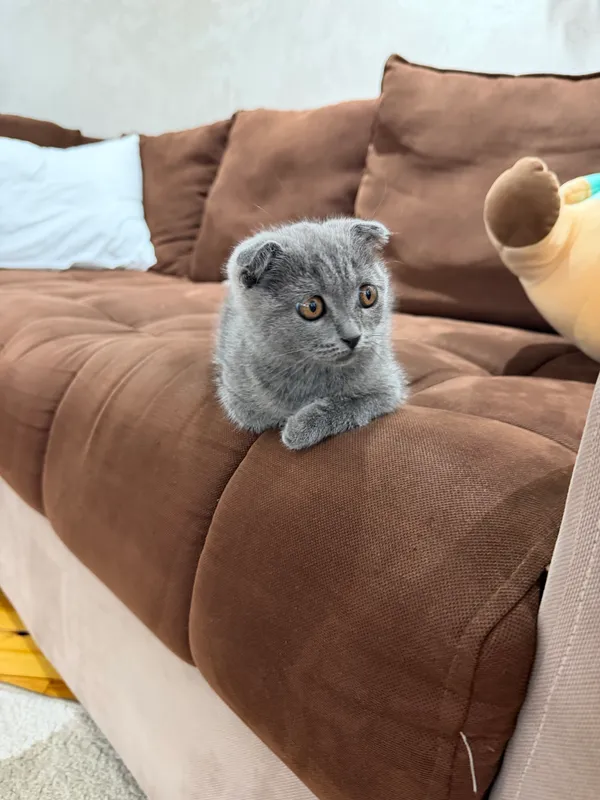Sof zotli Scottish Fold va Scottish Straight mushukchalari 7