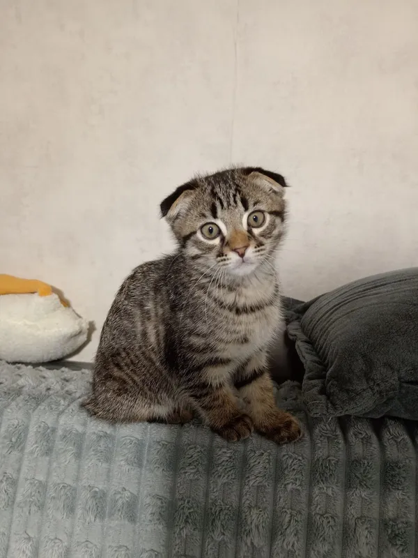 Вислоухий кот продаётся — фото 1