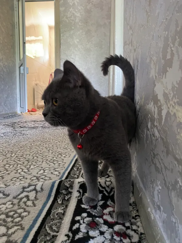 Britan shorthair toza zottor
