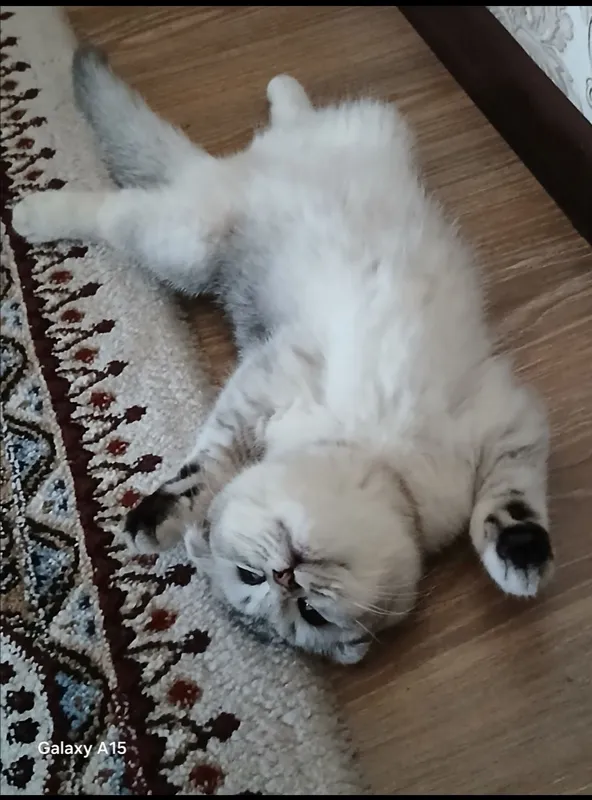 serebreskiy ayol mushuk sotiladi