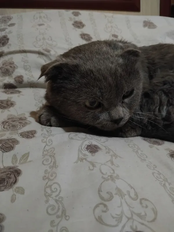 Scottish fold seriyrang — фото 2