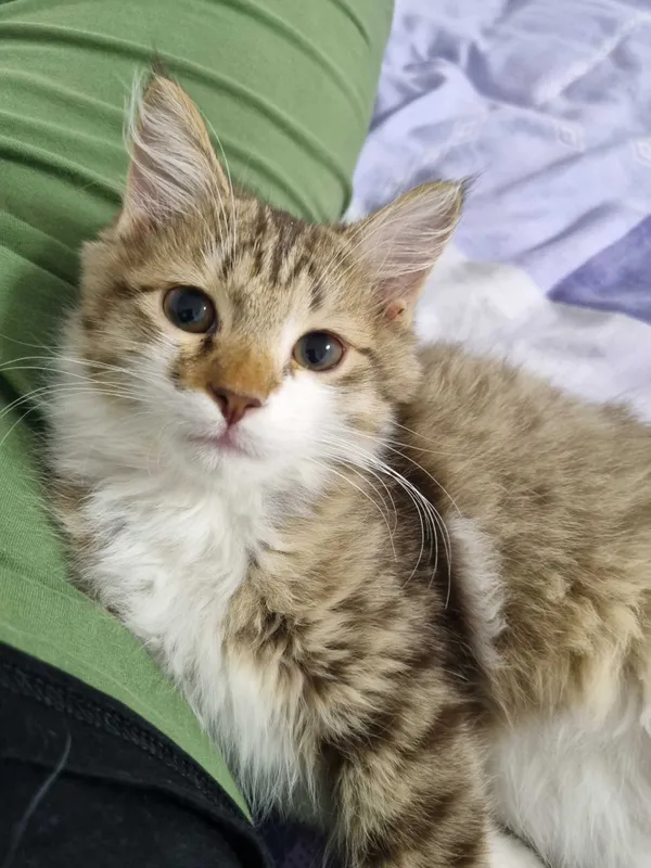 Котёнок Норвежской лесной кошки, мальчик, 3 месяца — фото 3