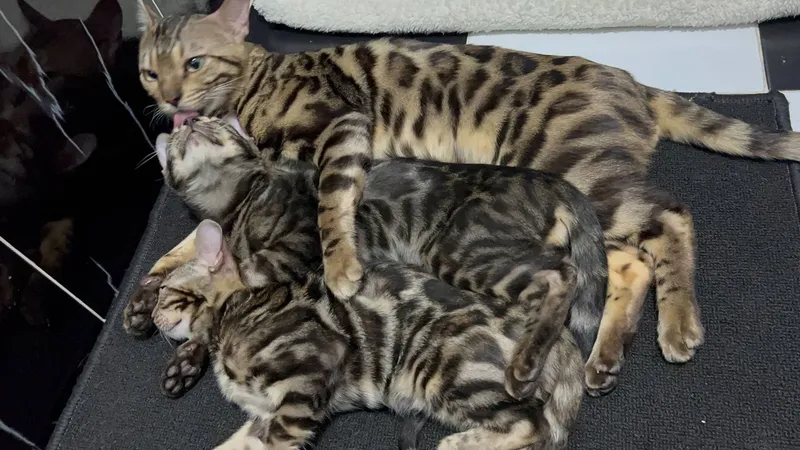 Бенгальский котята — фото 3