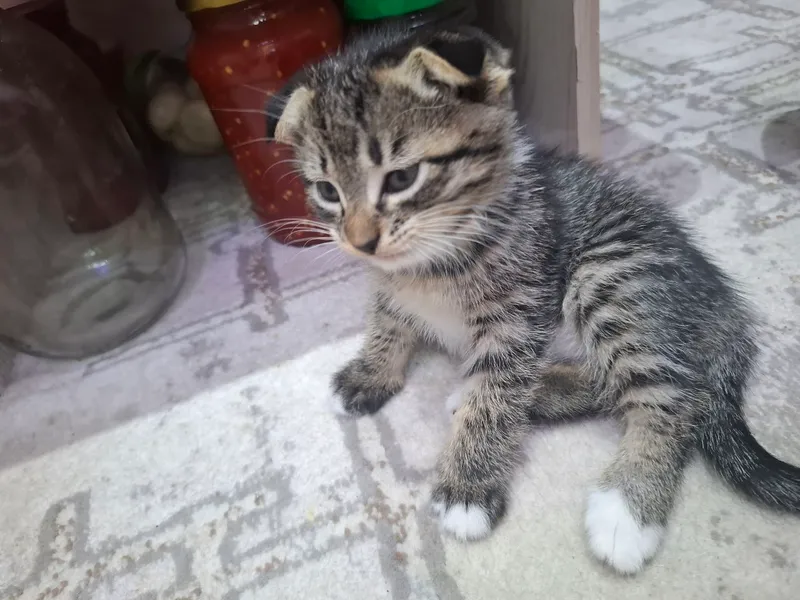 Кошка и её котята 2