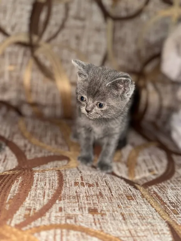 Скотиш страйт котята 3 Скотиш страйт котята 3