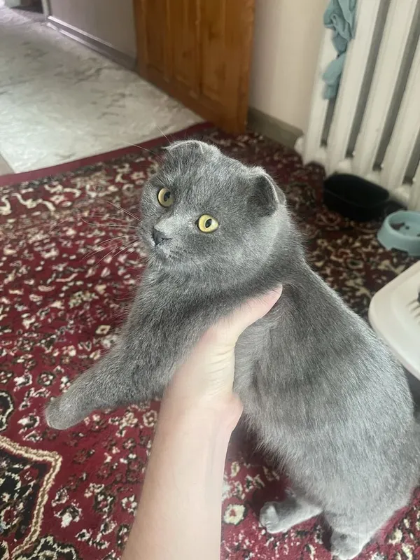 Скоттиш-фолд, 1 год 2 Скоттиш-фолд, 1 год 2