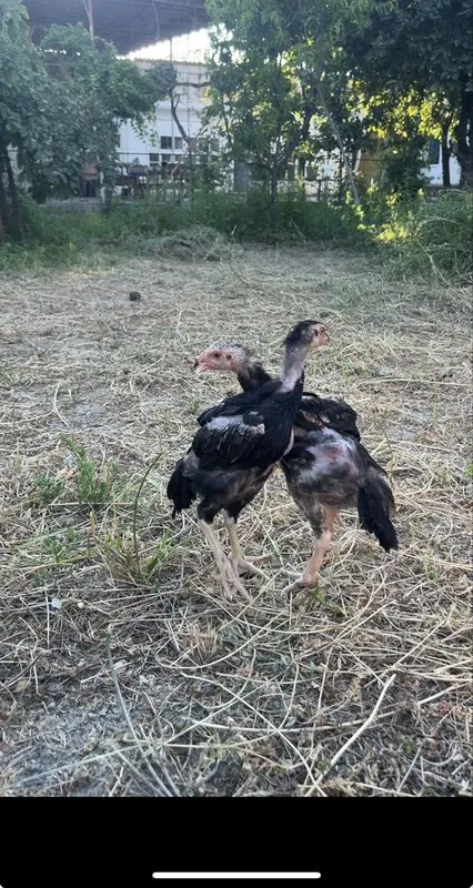 Dakan jo’jaa 2 xoroz 1 makion 4 Dakan jo’jaa 2 xoroz 1 makion 4