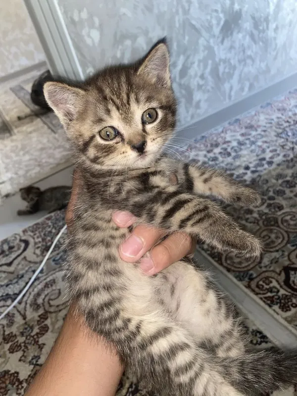 Муклар сотилади 1 Муклар сотилади 1