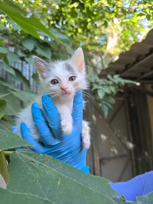 Котята ищут семьи! 4 Котята ищут семьи! 4