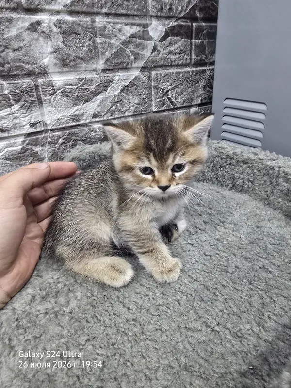Котята серебристая и золотая шиншила 2