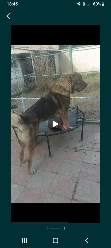 Alabay srochna sotiladi Alabay srochna sotiladi