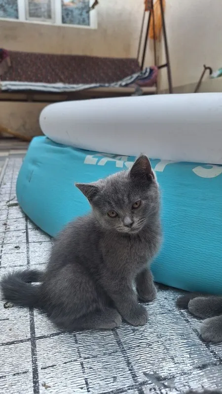 Котята мушук кошка mushuk 1