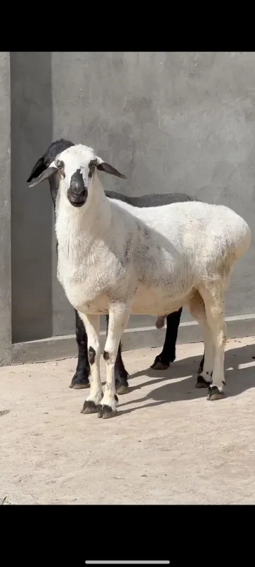 Кочкор кой Qochqor qoy — фото 2