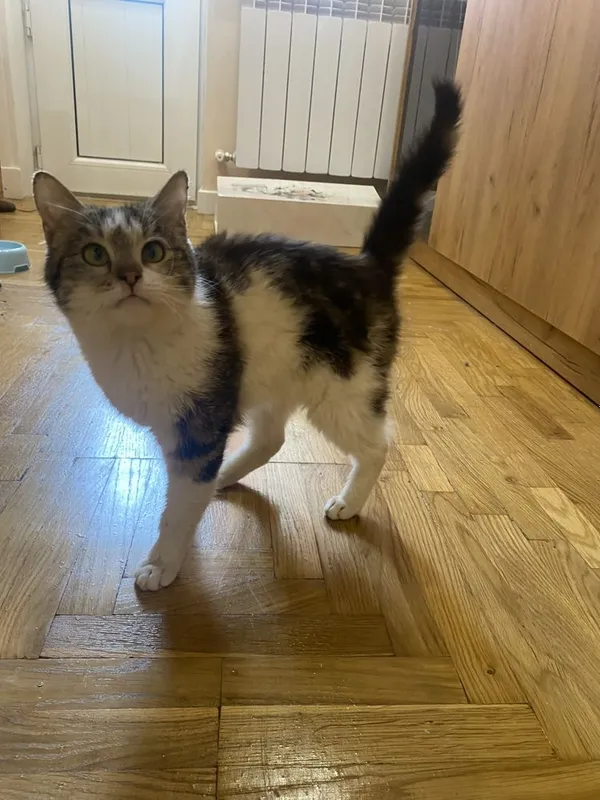Ищем семью котенку — фото 4