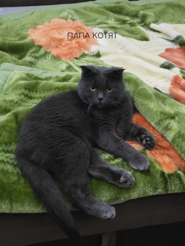 Продаются котята маленькие. — фото 2