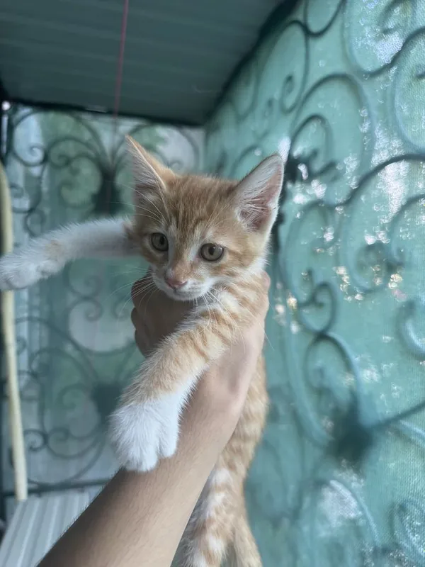 Отдам котят бесплатно 6