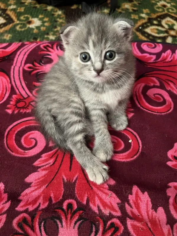 Продаеться котенек 3 Продаеться котенек 3