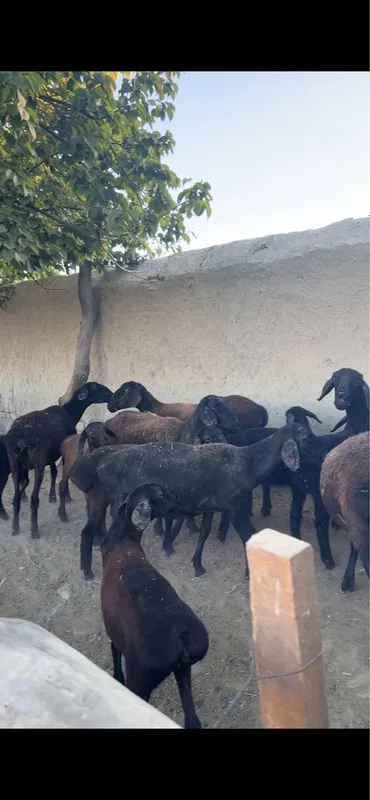 32 bow qora qoylar sotiladi 2