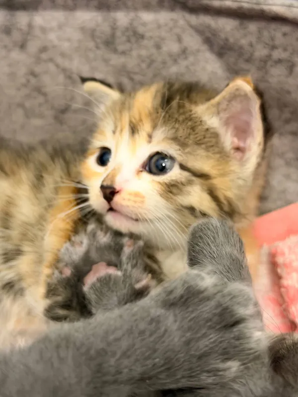 котенок-девочка в добрые руки 3