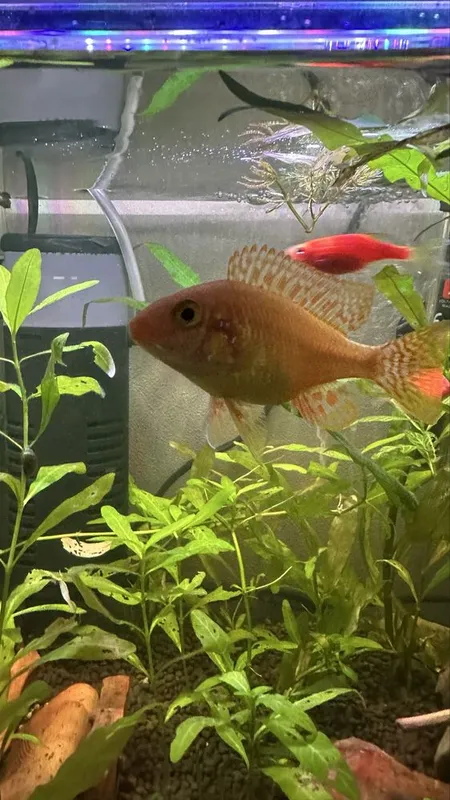 Аквариумная рыбка, цихлид Аулонокара орхидея / akvarium baliq — фото 2