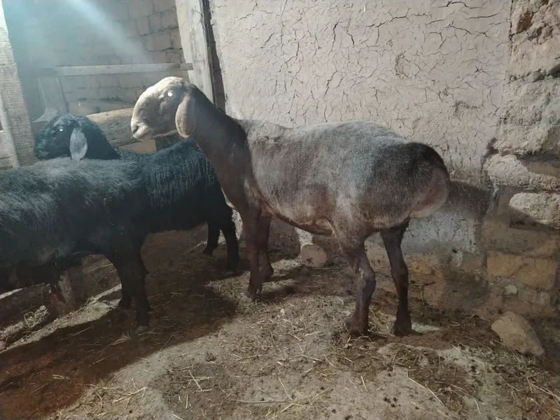 Urg'ochi ona qoy sotiladi