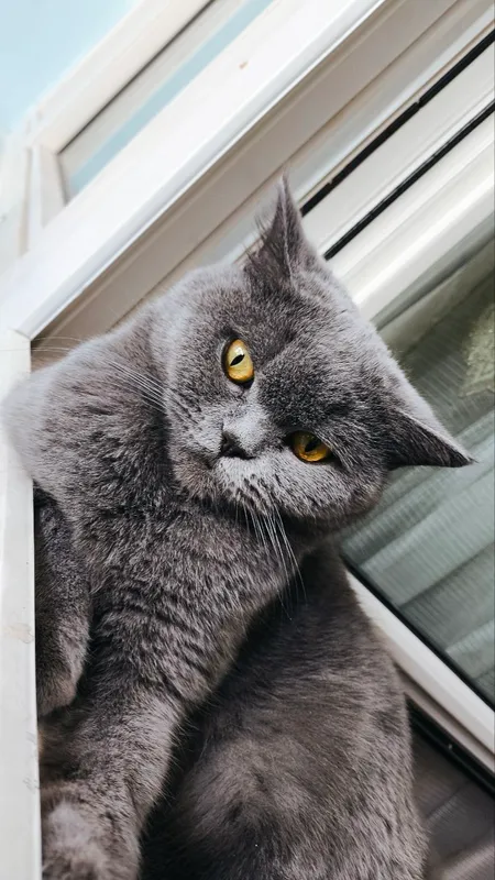 Кошка 3 Кошка 3