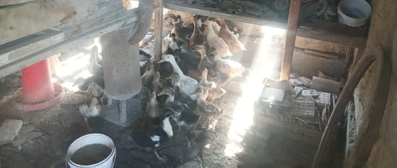 Õrdaklar sotiladi 1 Õrdaklar sotiladi 1