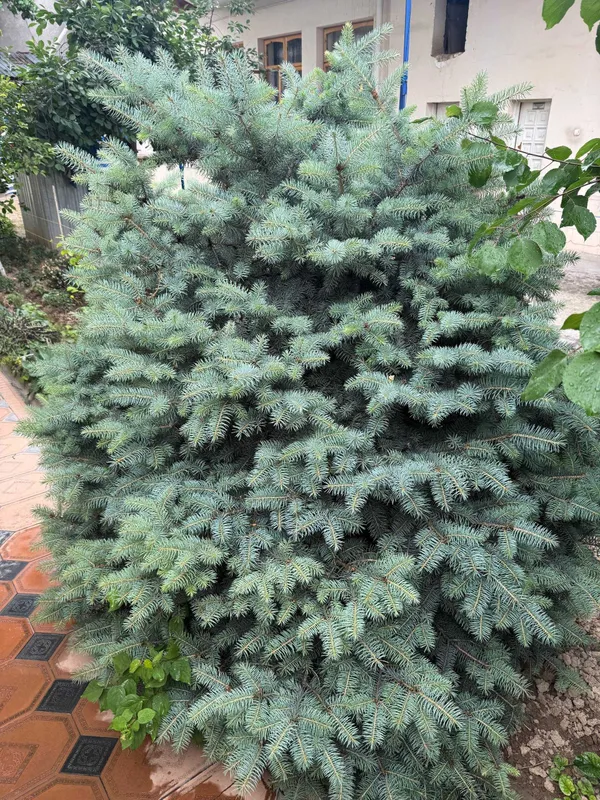 Продаются голубой ель