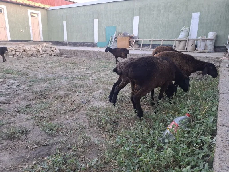 Кучкор ва куйлар сотилади 4