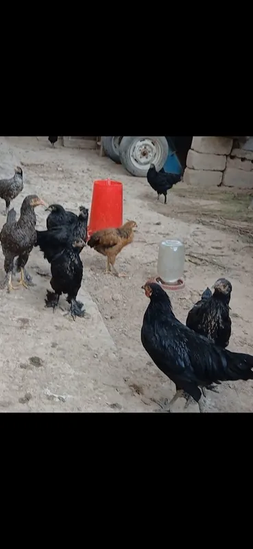 Qora Mag‘iz zotli parandalar 3 Qora Mag‘iz zotli parandalar 3