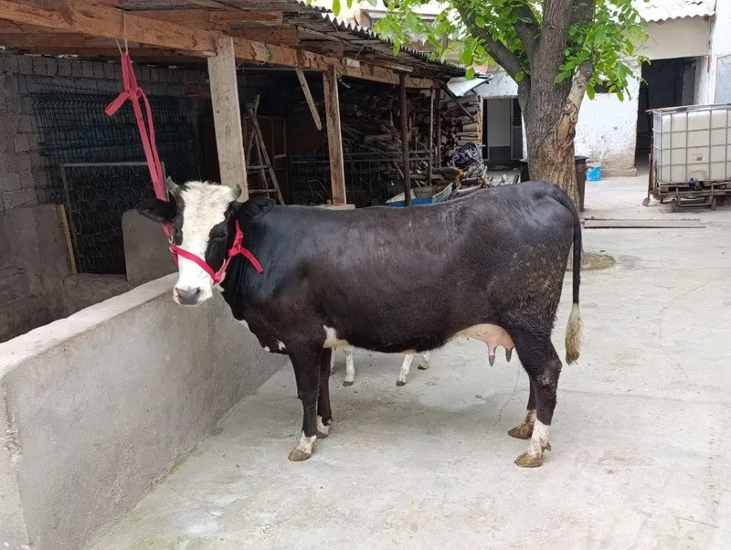 gibirt 1chi qoringa yegi tuqan 8litir suti bor bolasi gʻunojin — фото 2
