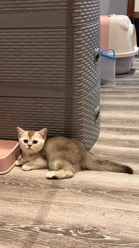 Kumush chinchilla rangli 2 oylik mushukchalar 2