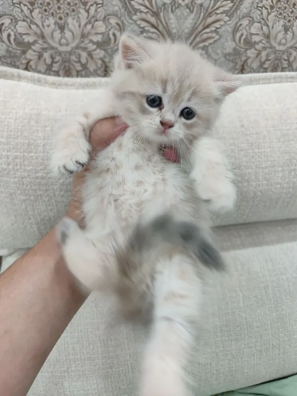 Чистокровные шотландские котята. 1 Чистокровные шотландские котята. 1