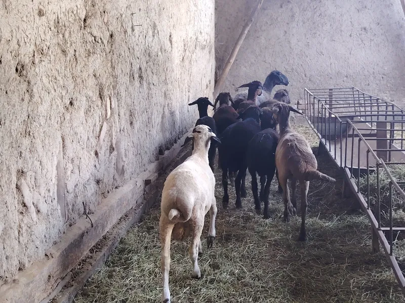 Barralar sotiladi. Arpa va beda bilan boqilgan. 2 Barralar sotiladi. Arpa va beda bilan boqilgan. 2
