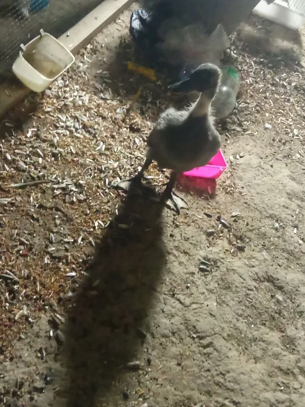 Oʻrdak sotiladi .. 7 Oʻrdak sotiladi .. 7