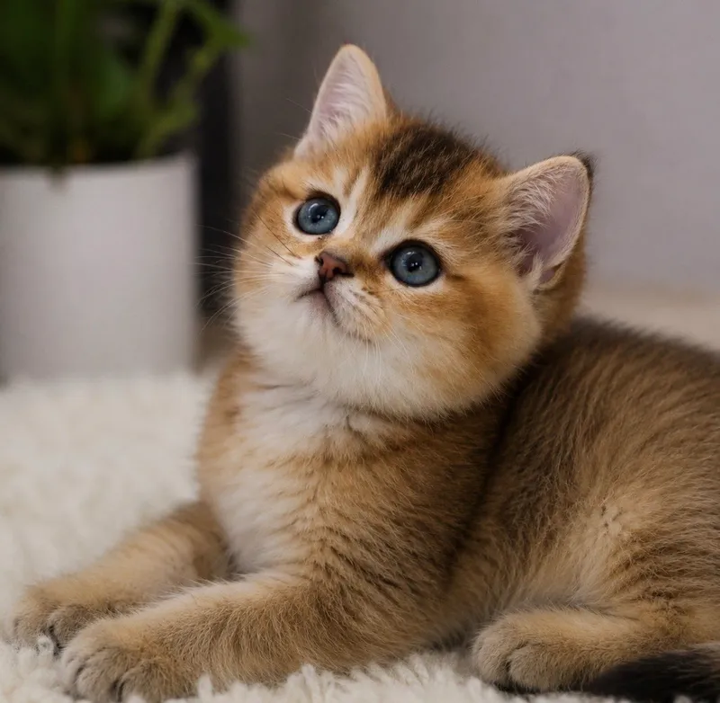 Британские котята