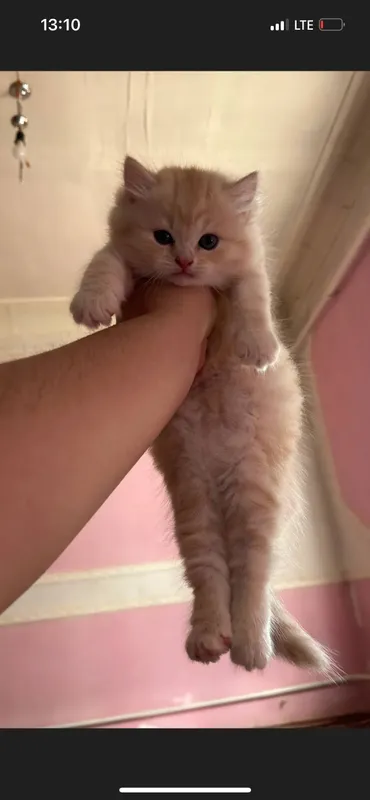 Кошка