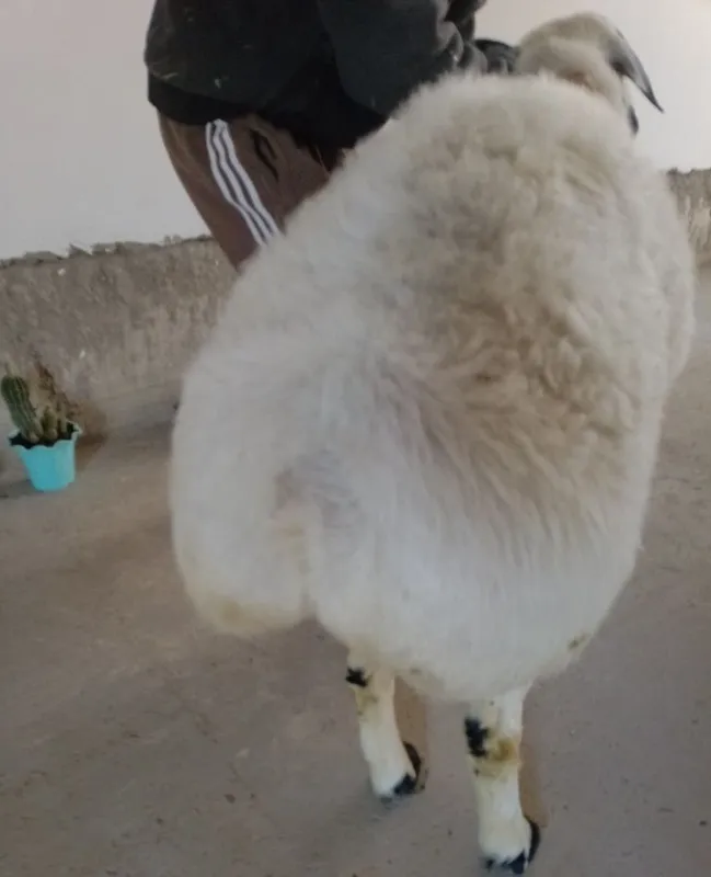 Zotdor, baquvvat va soglom oqqo'chqor sotiladi. 2