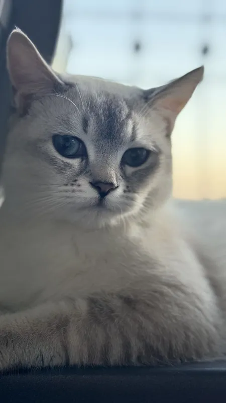 British Shorthair mushuk sotiladi — фото 2