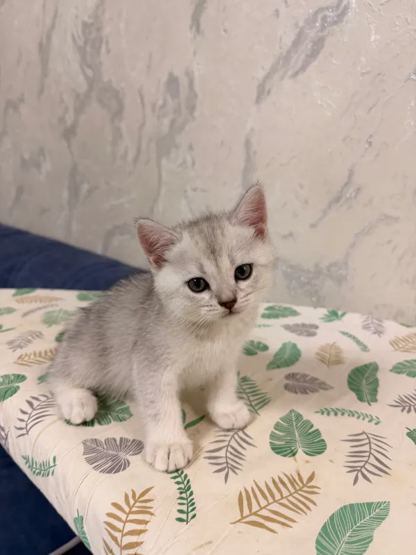 Продаются очаровательные котята Скоттиш-страйт — фото 2