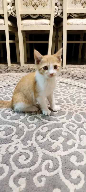 Yaxshi qo‘llarga beriladigan erkak mushukcha 6 Yaxshi qo‘llarga beriladigan erkak mushukcha 6