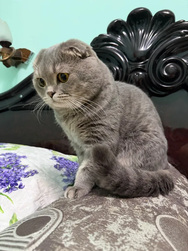 Вязка кота Скотиш-Фолд — фото 3
