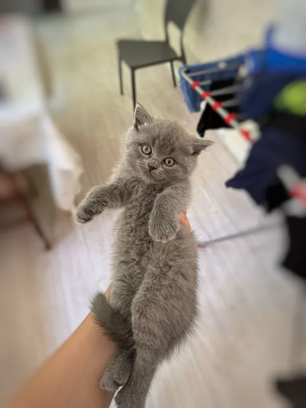 Котята скотиш страйт — фото 2