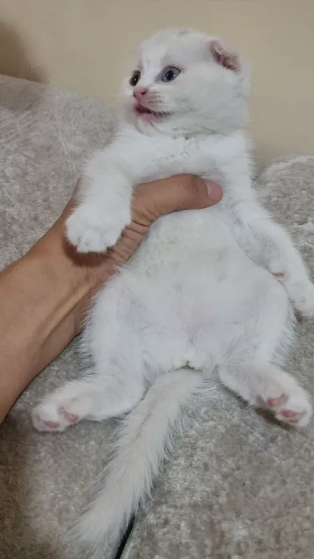 Шотландский фолд и Шотландский страйт 2